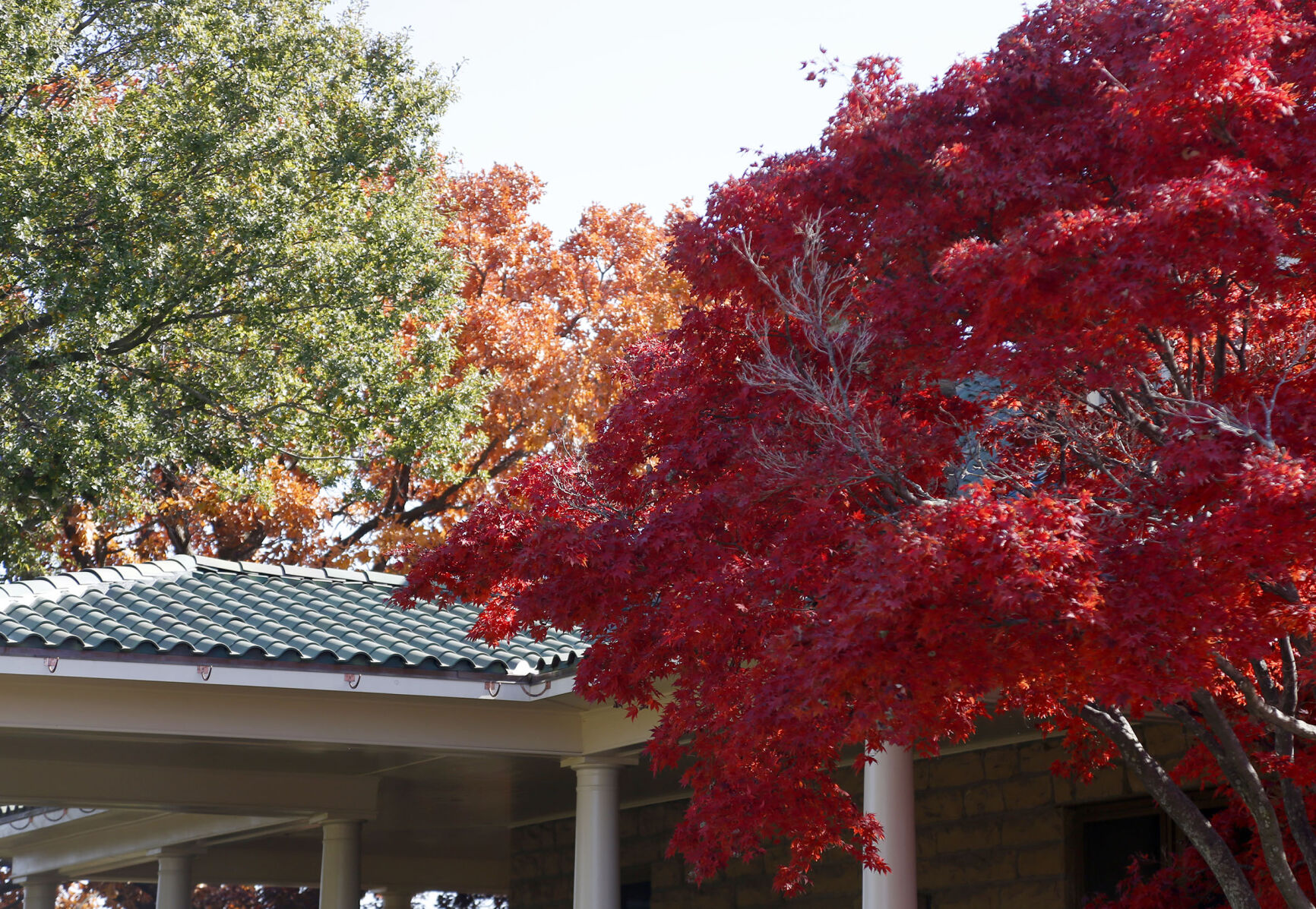 Fall Foliage